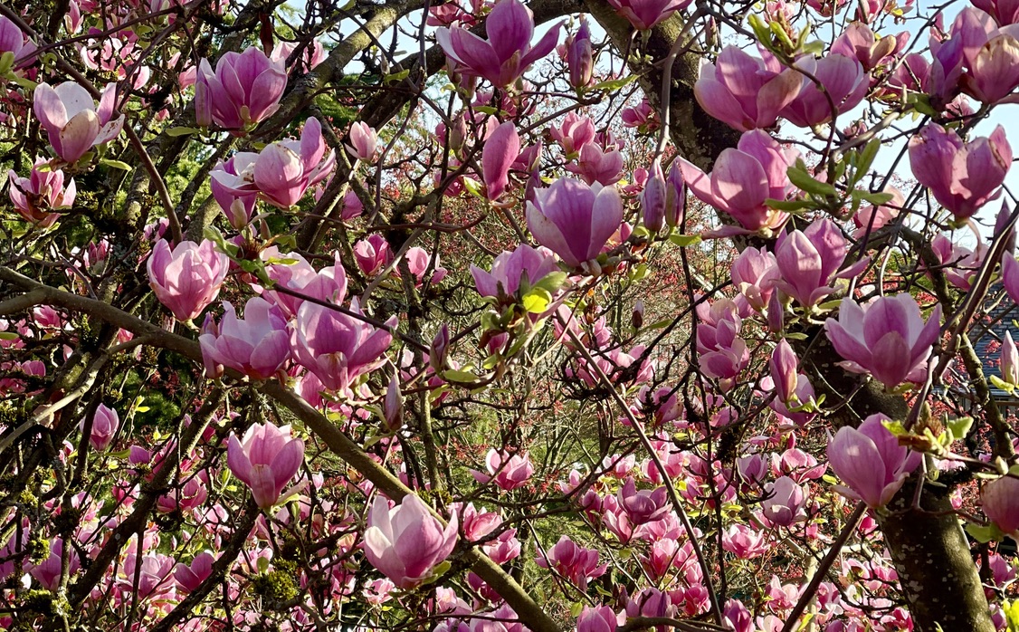 How To Make Magnolia Syrup From Magnolia Flowers - Pretty Petunias